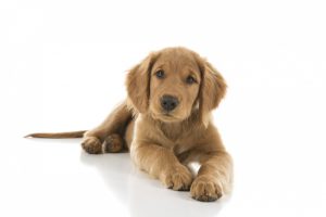adorable-golden-brown-puppy