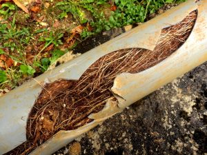 sewer-pipe-damaged-by-tree-roots